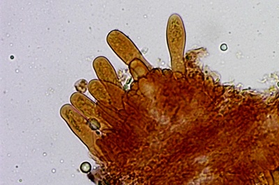 lactifluus-piperatus10