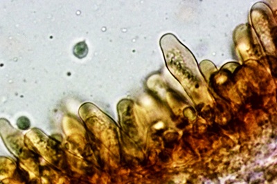 lactifluus-piperatus11
