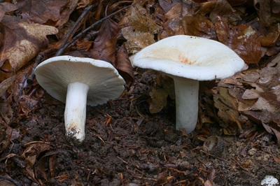 lactifluus-piperatus4