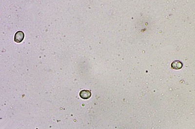 lactifluus-piperatus7