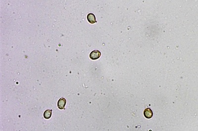 lactifluus-piperatus8
