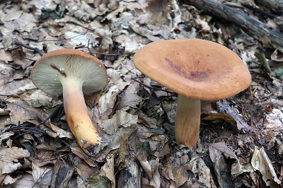 Lactifluus volemus