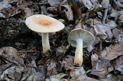 lactifluus-volemus1