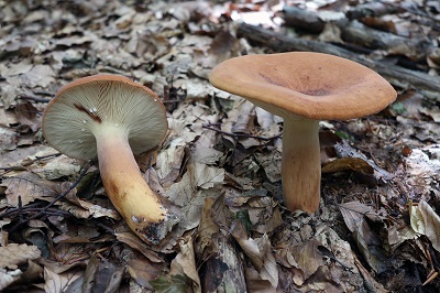 lactifluus-volemus2