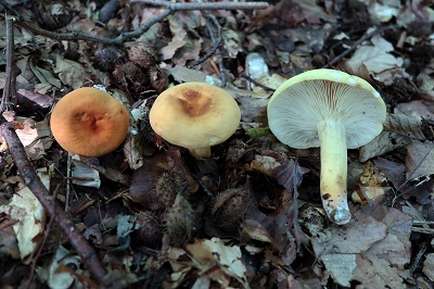 lactifluus-volemus3