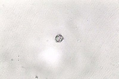 lactifluus-volemus4