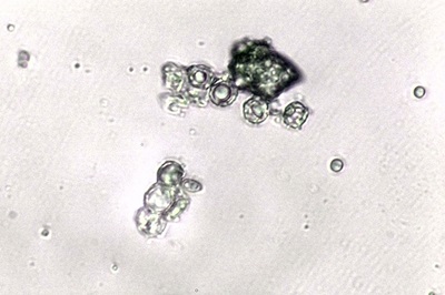 lactifluus-volemus5