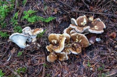 Laeticutis cristata
