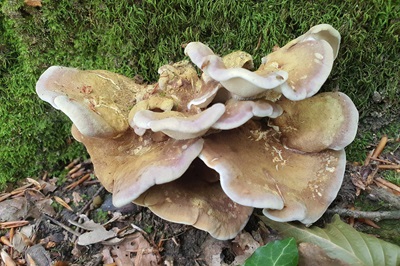 laeticutis-cristata1