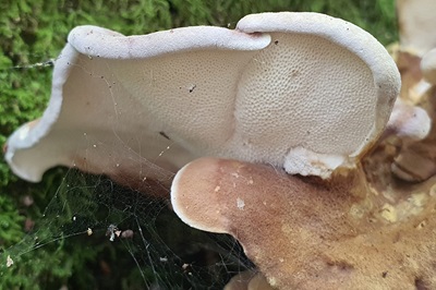 laeticutis-cristata2