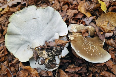 laeticutis-cristata3