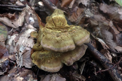 laeticutis-cristata4