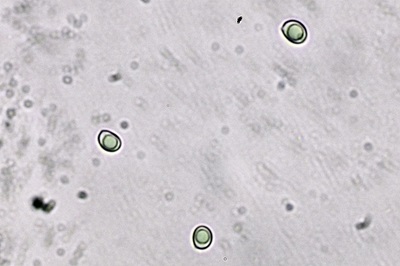 laeticutis-cristata5
