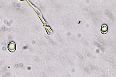 laeticutis-cristata6