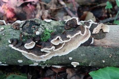 Laxitextum bicolor