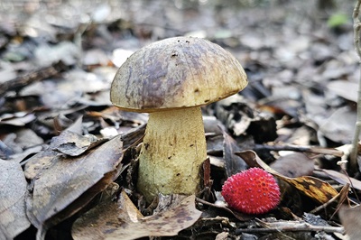 Leccinellum lepidum