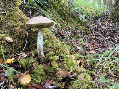 Leccinum cyaneobasileucum