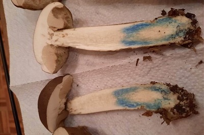 leccinum-cyaneobasileucum3