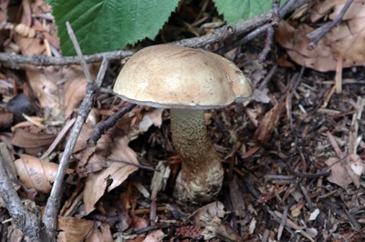 leccinum-scabrum1