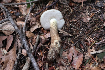 leccinum-scabrum2
