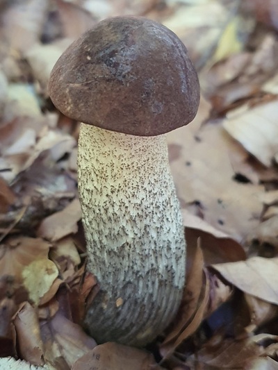 leccinum-scabrum6