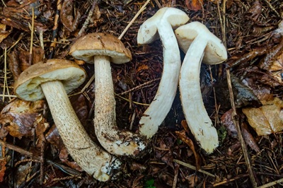 leccinum-scabrum7
