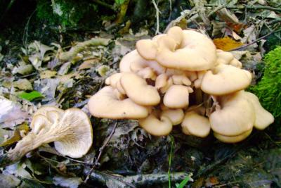 Lentinellus cochleatus