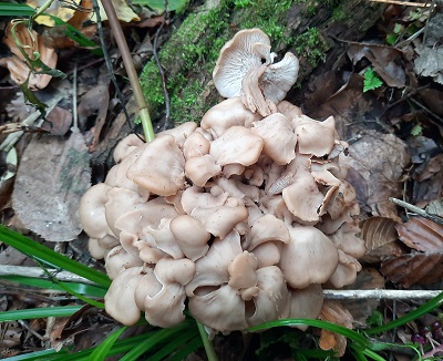 lentinellus-cochleatus1