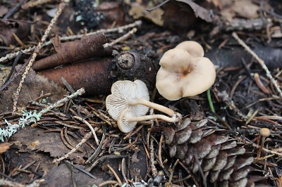 Lentinellus micheneri