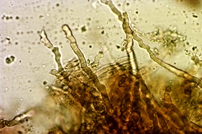 lentinellus-ursinus11