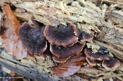 lentinellus-ursinus3