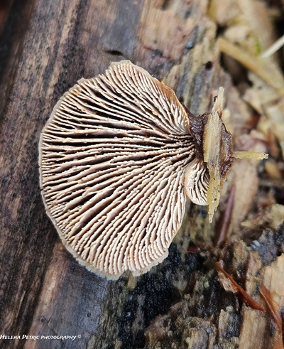 lentinellus-ursinus4