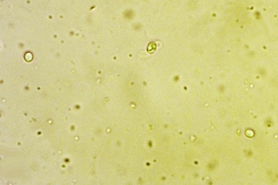 lentinellus-ursinus8