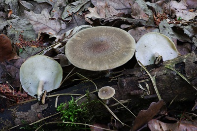 Lentinus substrictus
