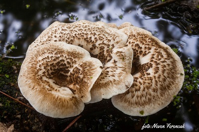 Lentinus tigrinus