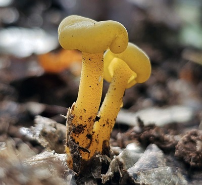 Leotia lubrica
