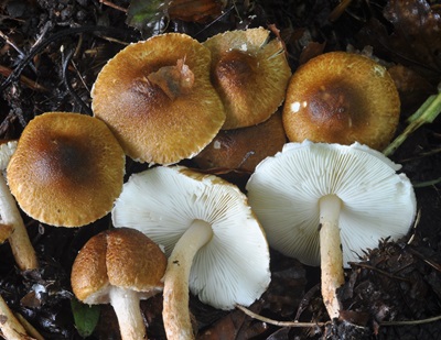 Lepiota boudieri
