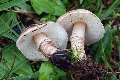 lepiota-brunneoincarnata1