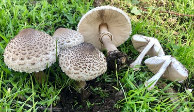 Lepiota fuligineosquarrosa