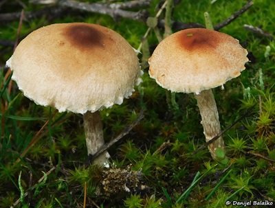 lepiota-oreadiformis1