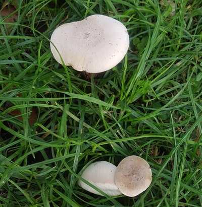 Lepista luscina