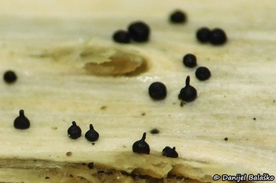 leptosphaeria-acuta3