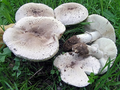 Leucoagaricus barssii