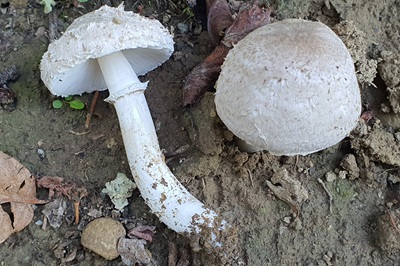 Leucoagaricus barssii