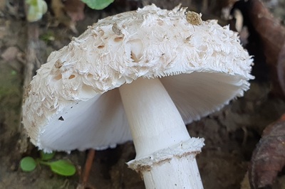 leucoagaricus-barssii1