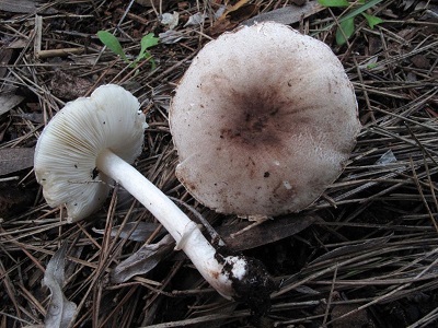 Leucoagaricus littoralis