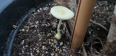 Leucocoprinus birnbaumii