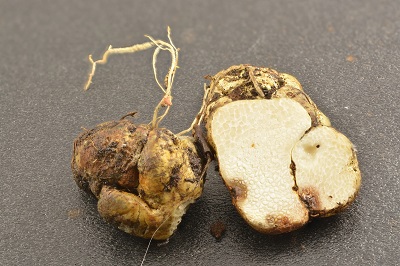 Leucogaster nudus