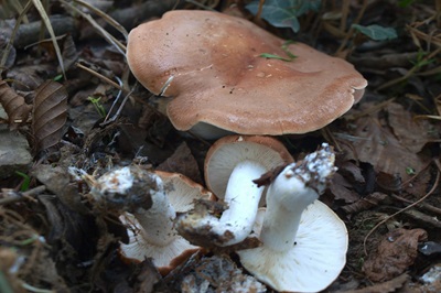 Leucopaxillus gentianeus