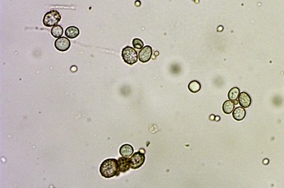 leucopaxillus-gentianeus11